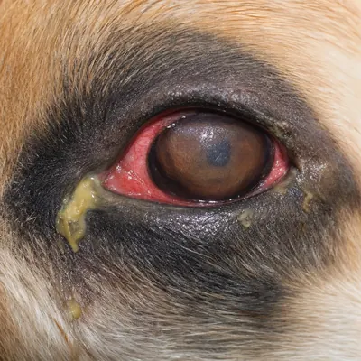 Ojo de mascota con señales de molestia