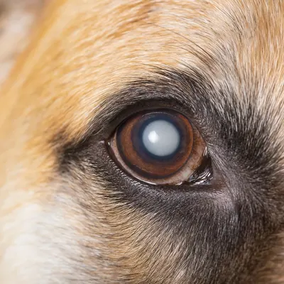 Ojo de mascota con señales de molestia