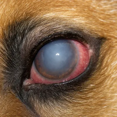 Ojo de mascota con señales de molestia
